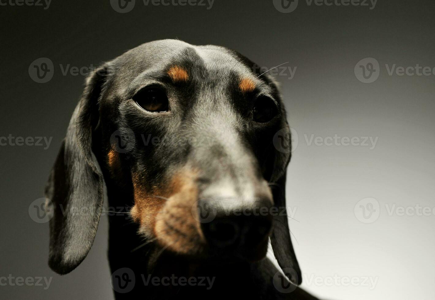 retrato do a adorável Preto e bronzeado curto cabelos dachshund olhando curiosamente foto