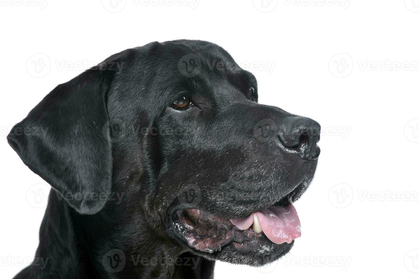 misturado procriar Preto cachorro retrato dentro branco estúdio foto