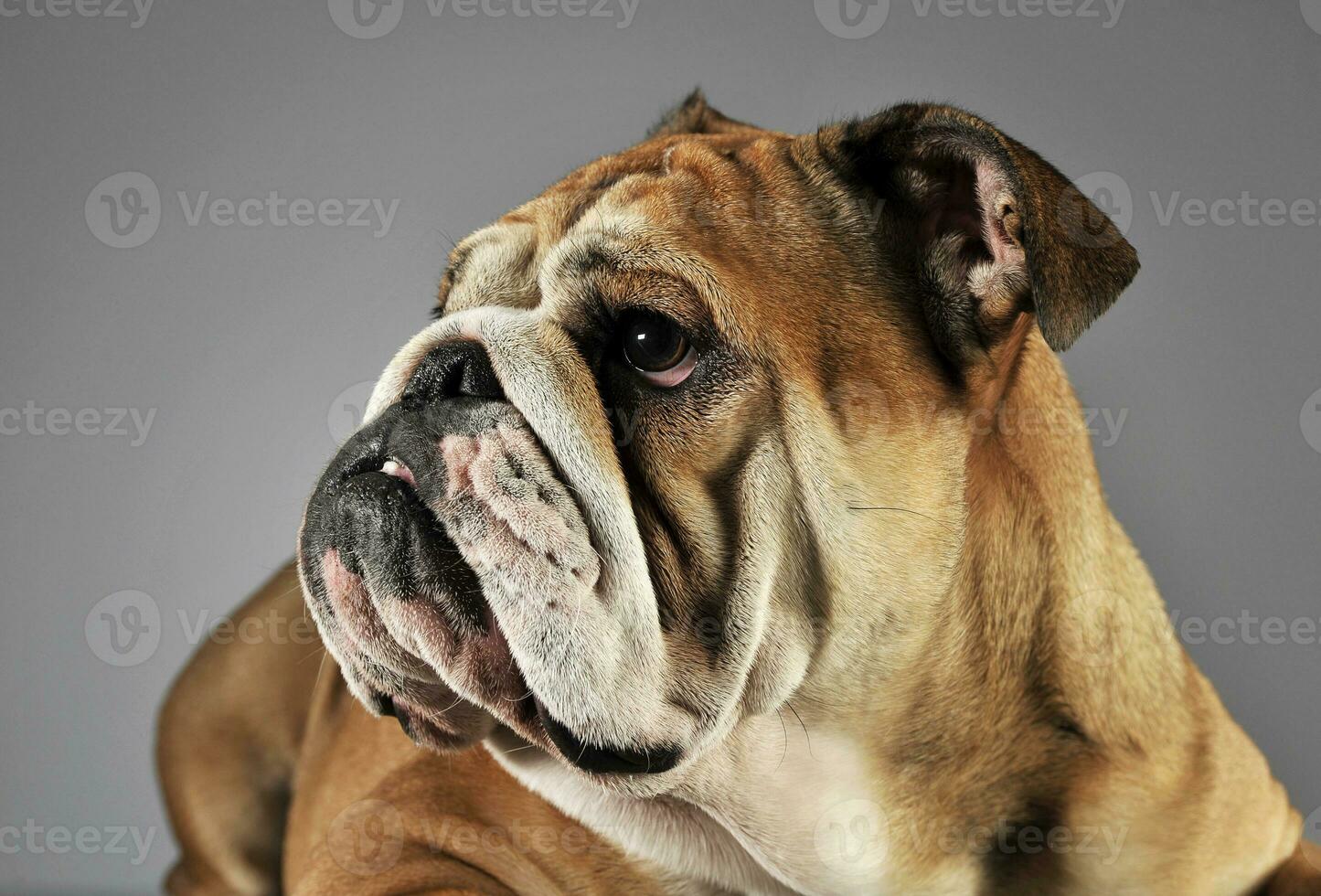 buldogue relaxante e tendo Diversão dentro uma cinzento estúdio foto