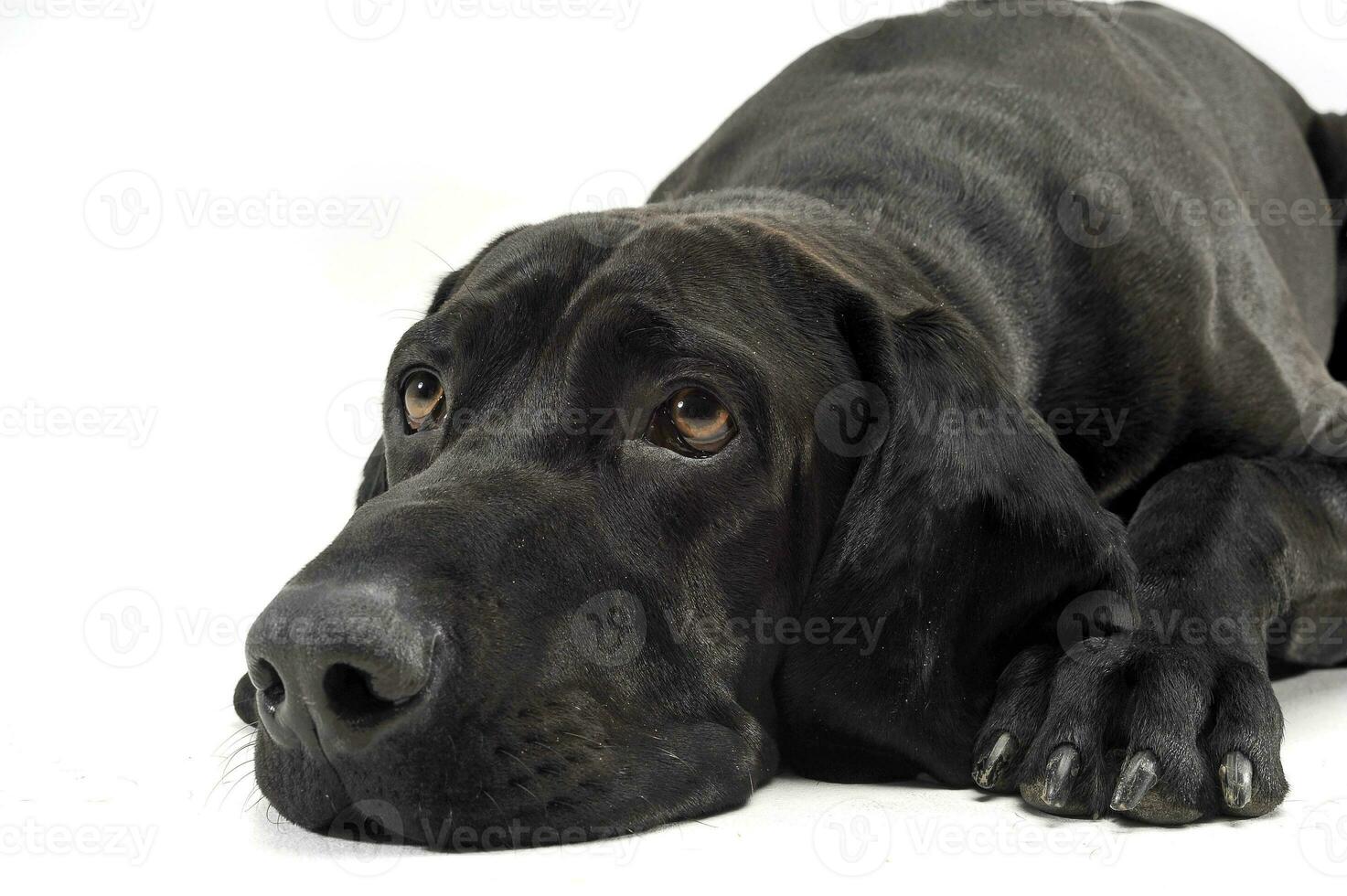 a adorável misturado procriar cachorro deitado Infelizmente em branco fundo foto