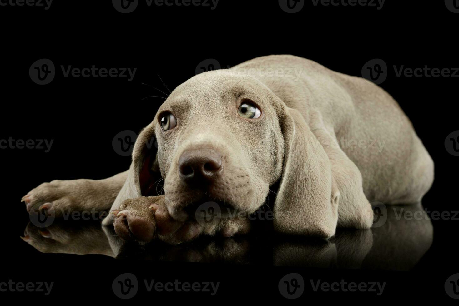 estúdio tiro do uma lindo weimaraner cachorro foto