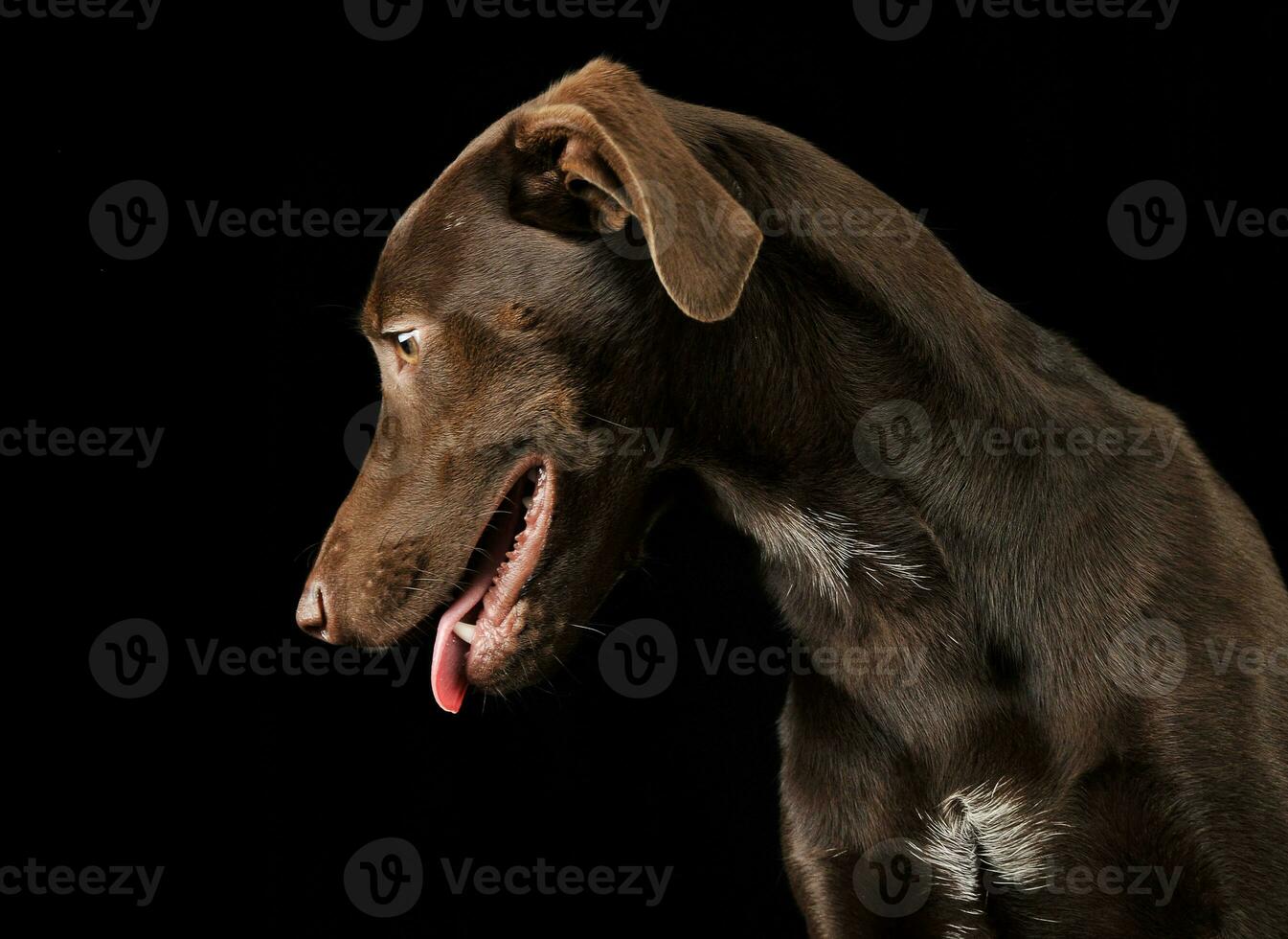 engraçado orelhas misturado procriar Castanho cachorro retrato dentro Preto estúdio fundo foto