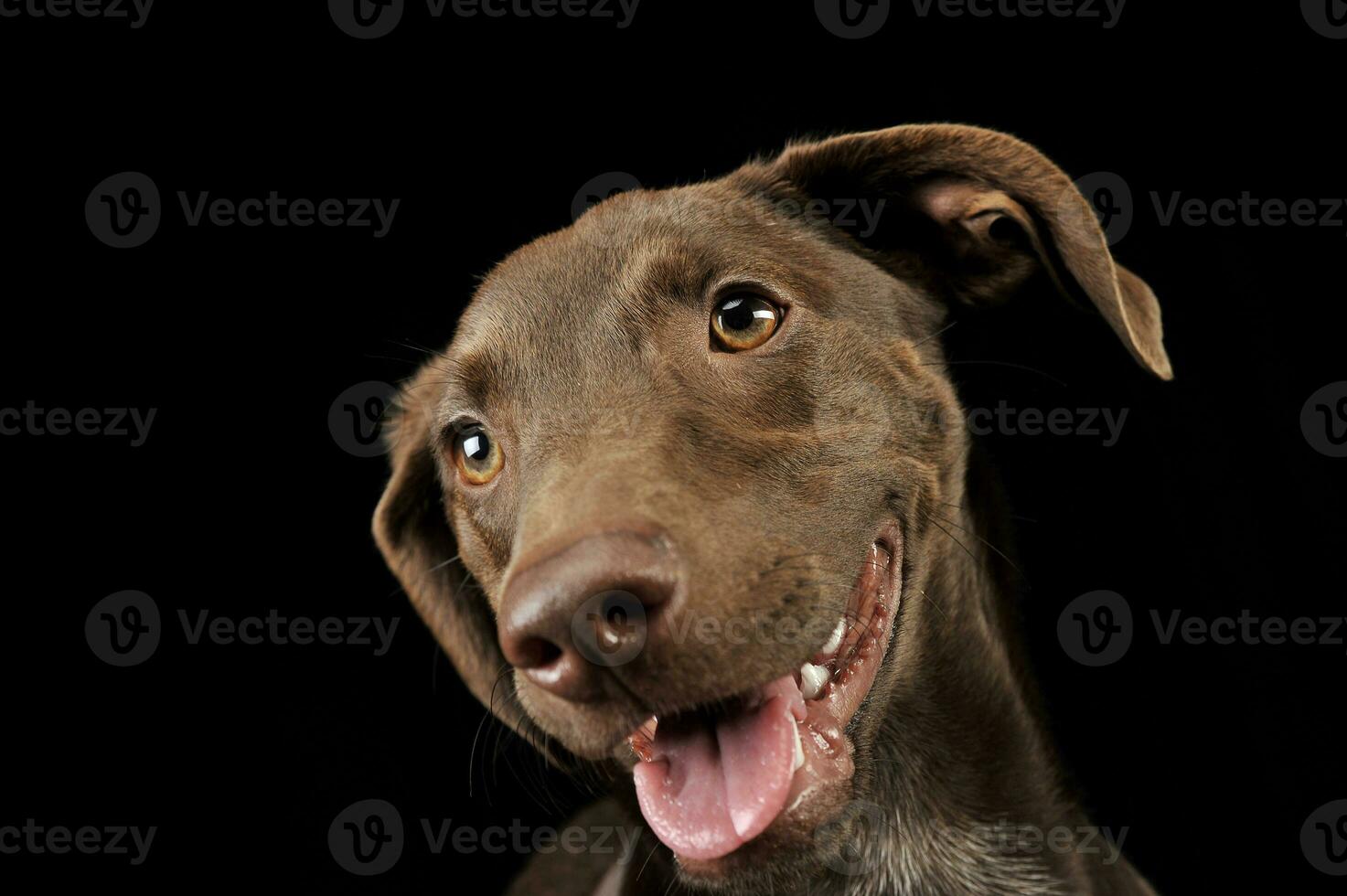 lindo vôo orelhas misturado procriar cachorro retrato dentro Preto fundo foto