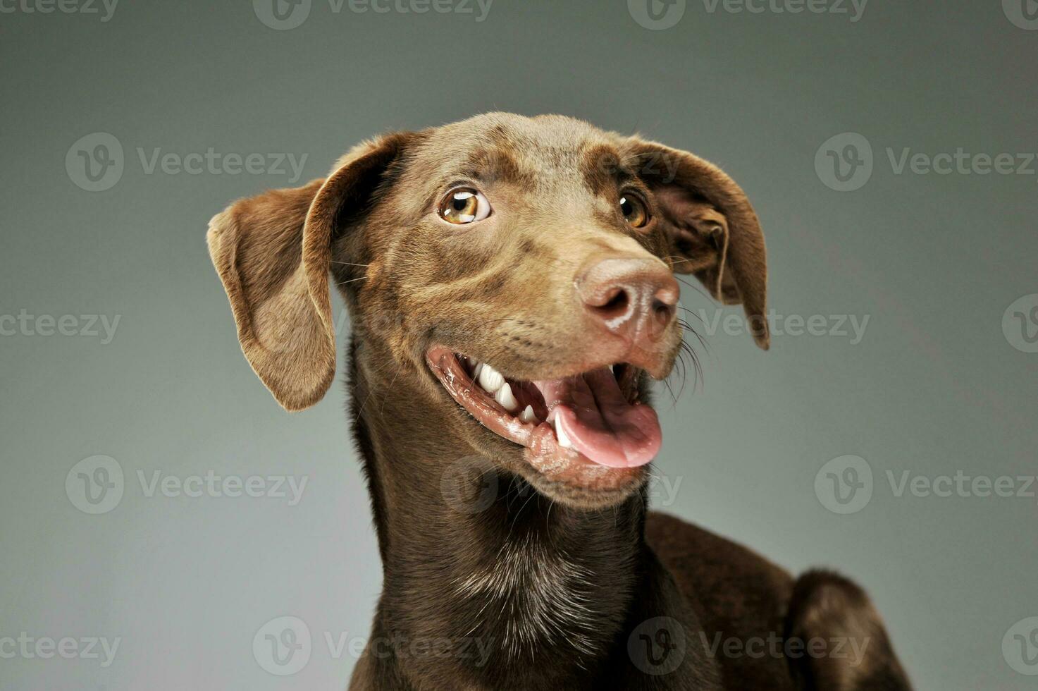 retrato do a adorável misturado procriar cachorro foto