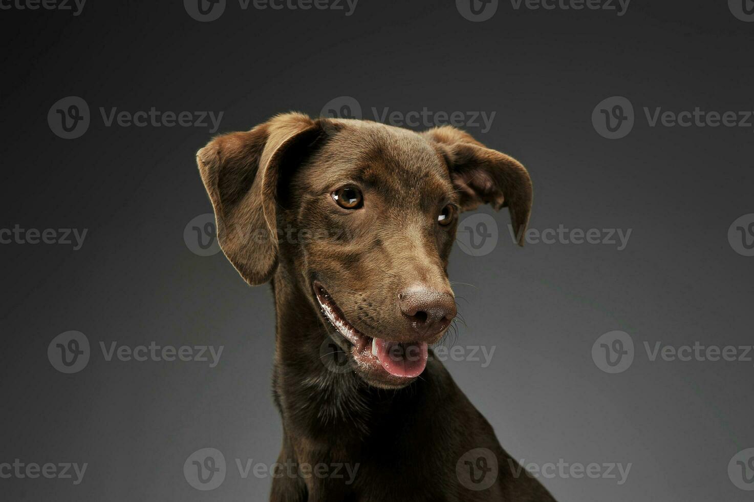 lindo vôo orelhas misturado procriar cachorro retrato dentro cinzento fundo foto