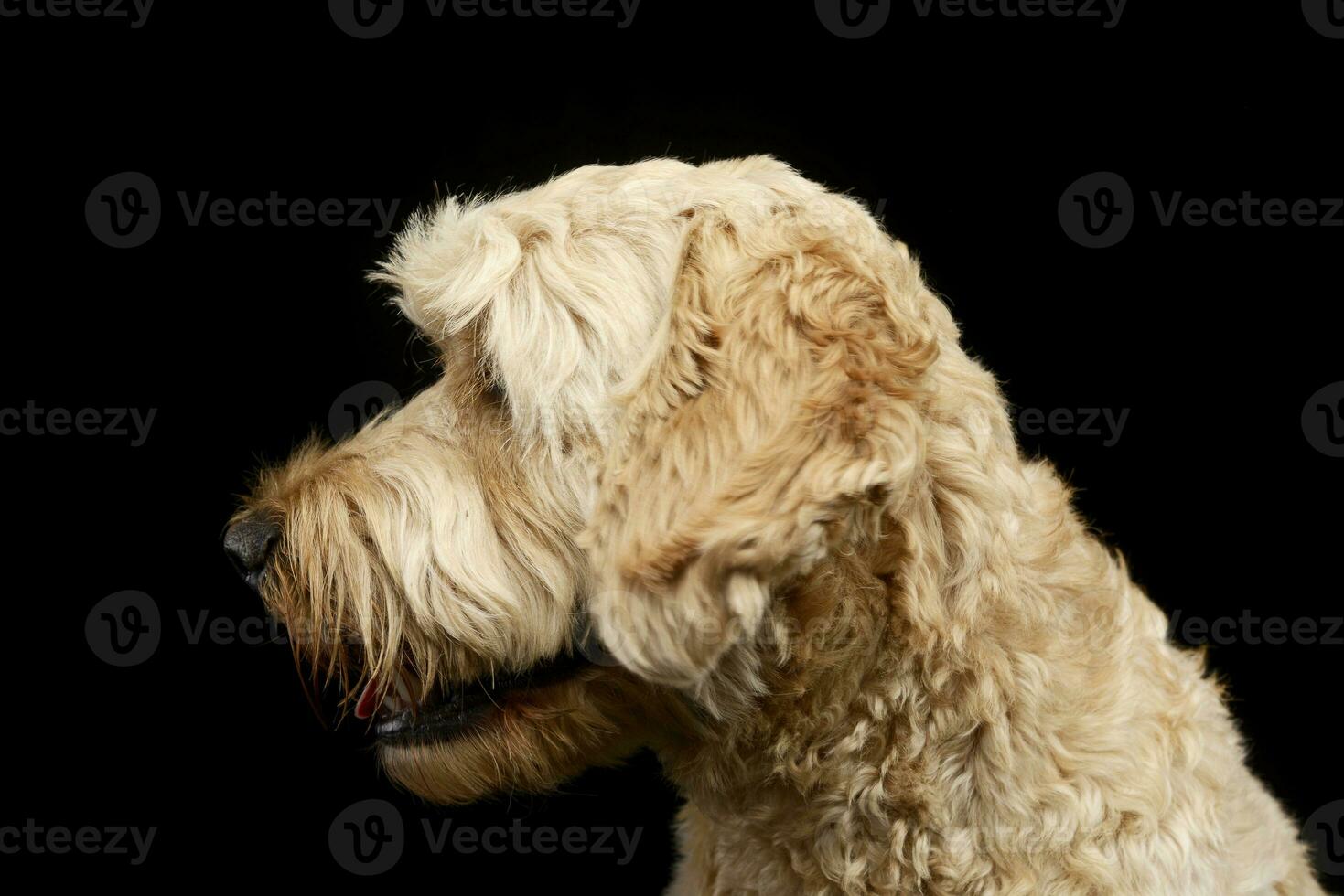 retrato do a adorável bolonhesa cachorro foto