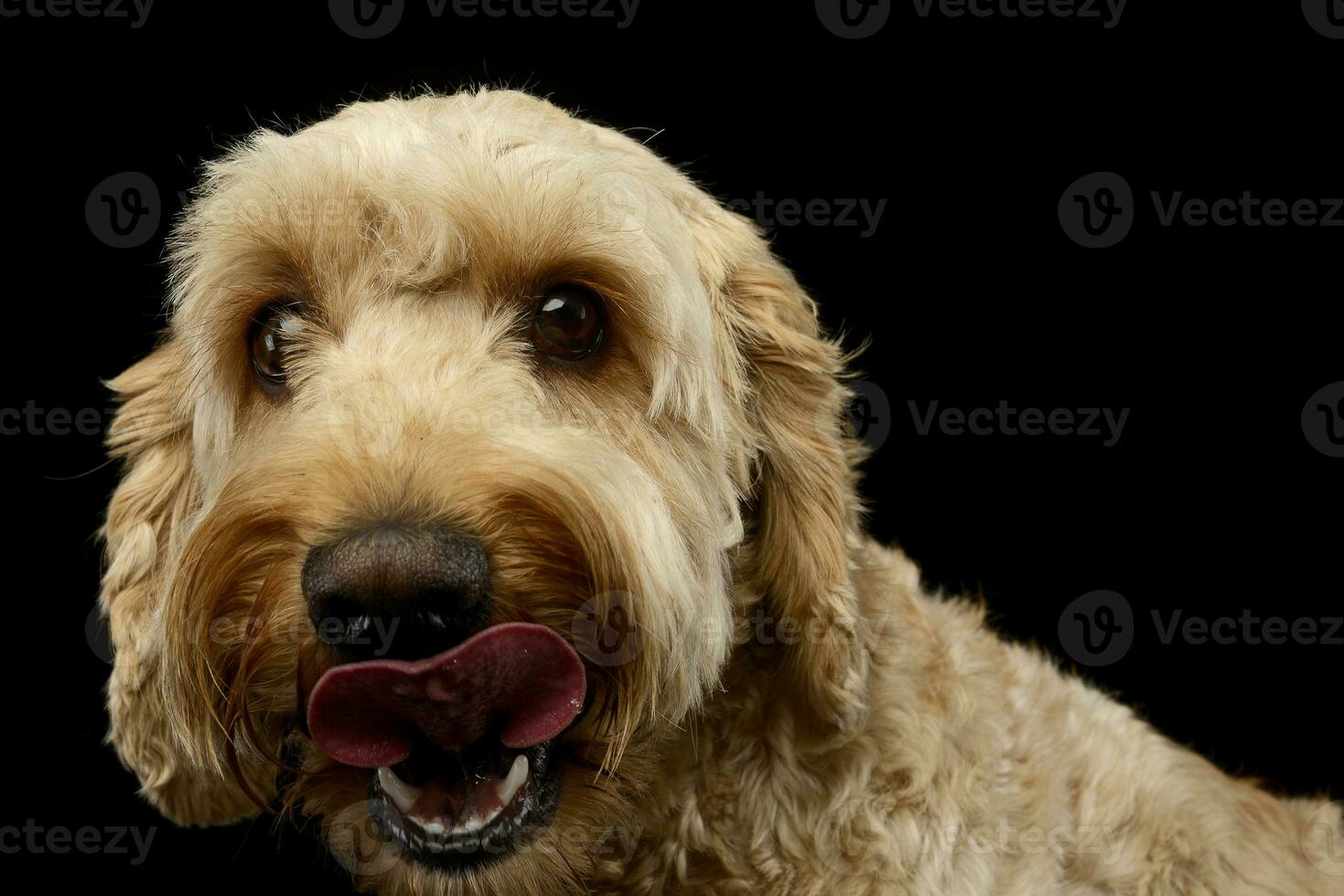 a adorável bolonhesa cachorro lambendo dele lábios foto