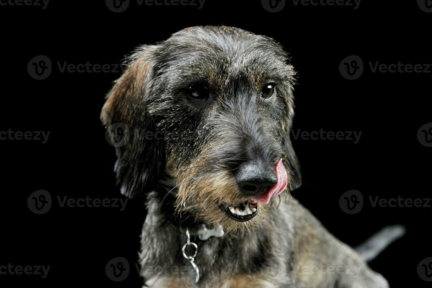 retrato do a adorável com fio cabelos dachshund lambendo dele lábios - isolado em Preto fundo foto