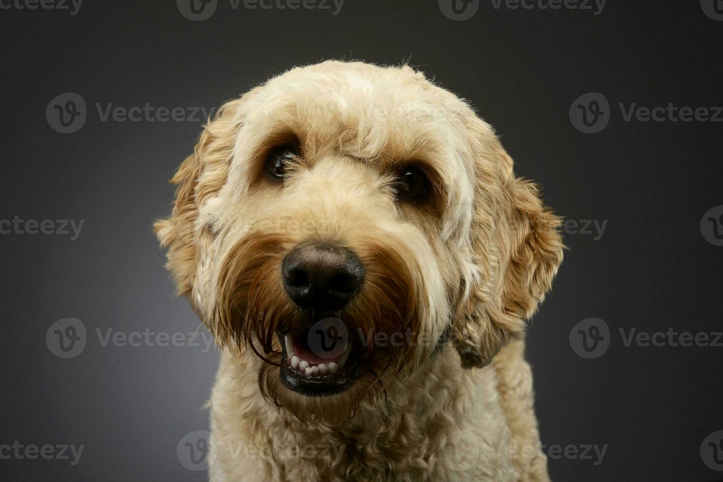 retrato do a adorável bolonhesa cachorro foto