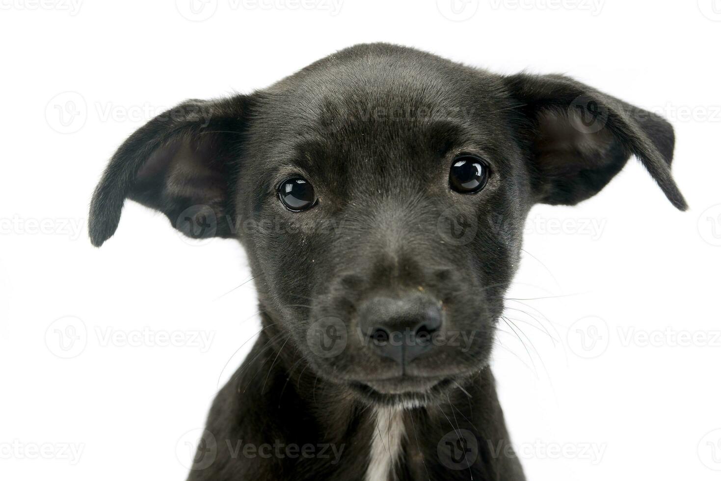 retrato do uma fofa misturado procriar cachorro cachorro foto