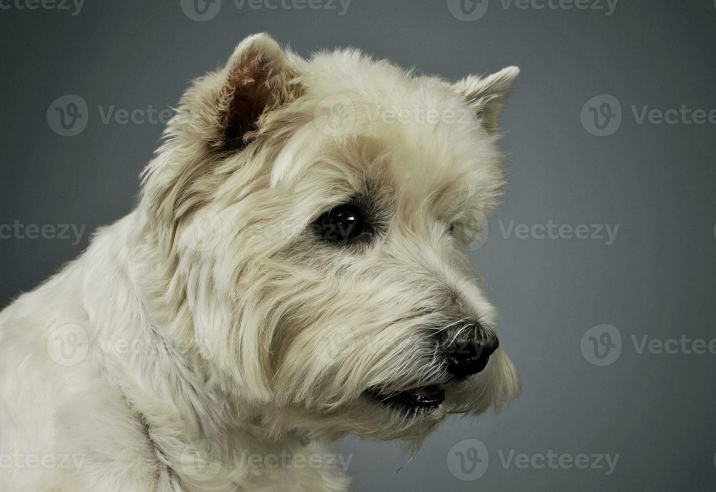 retrato do a adorável oeste terras altas branco terrier olhando curiosamente foto