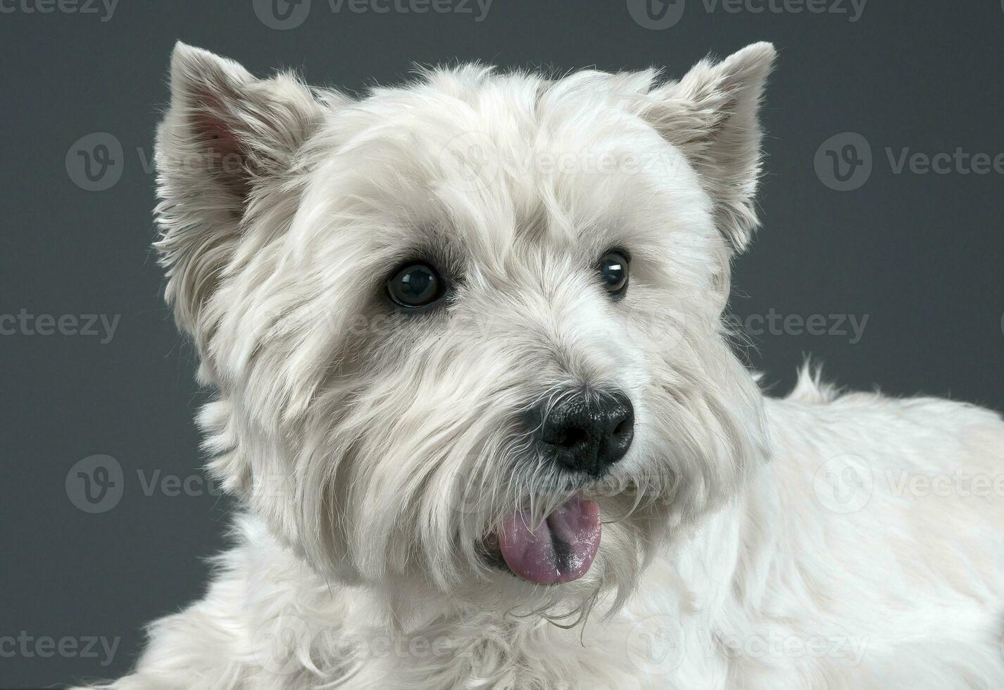 branco oeste terras altas terrier retrato dentro estúdio foto