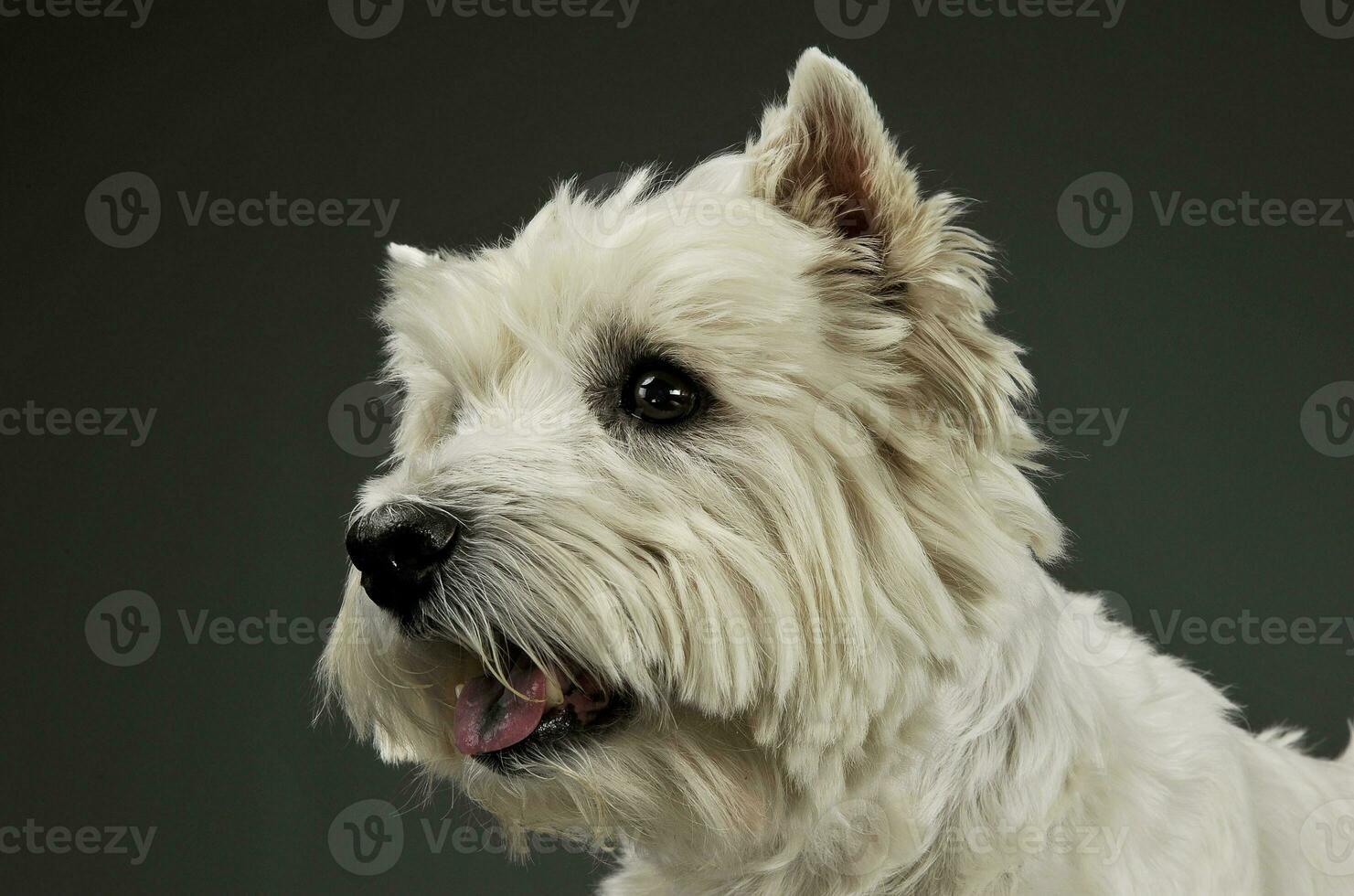 retrato do a adorável oeste terras altas branco terrier olhando curiosamente foto