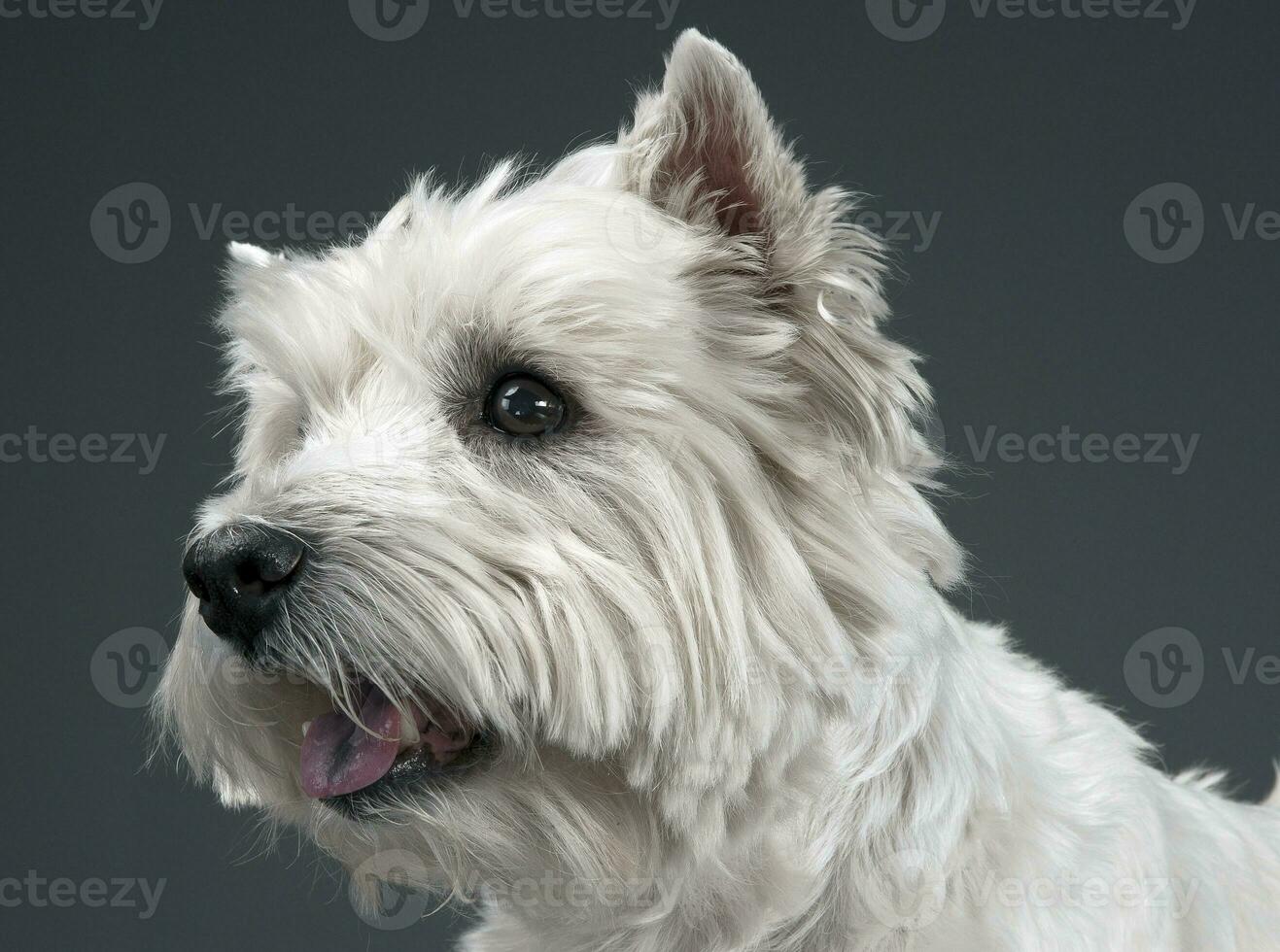 branco oeste terras altas terrier retrato dentro estúdio foto