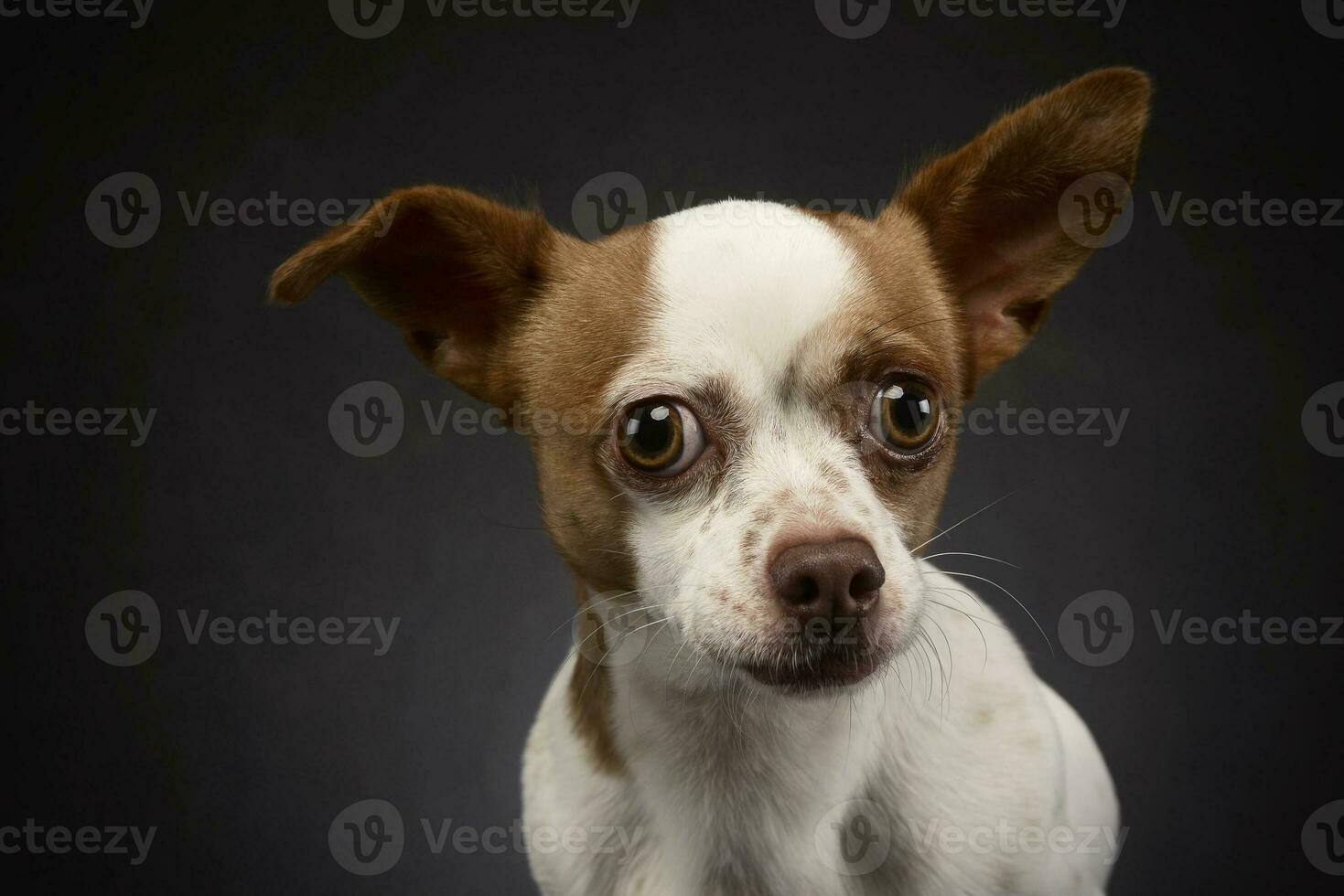 feio vôo orelhas chihuahua retrato dentro uma cinzento fundo foto