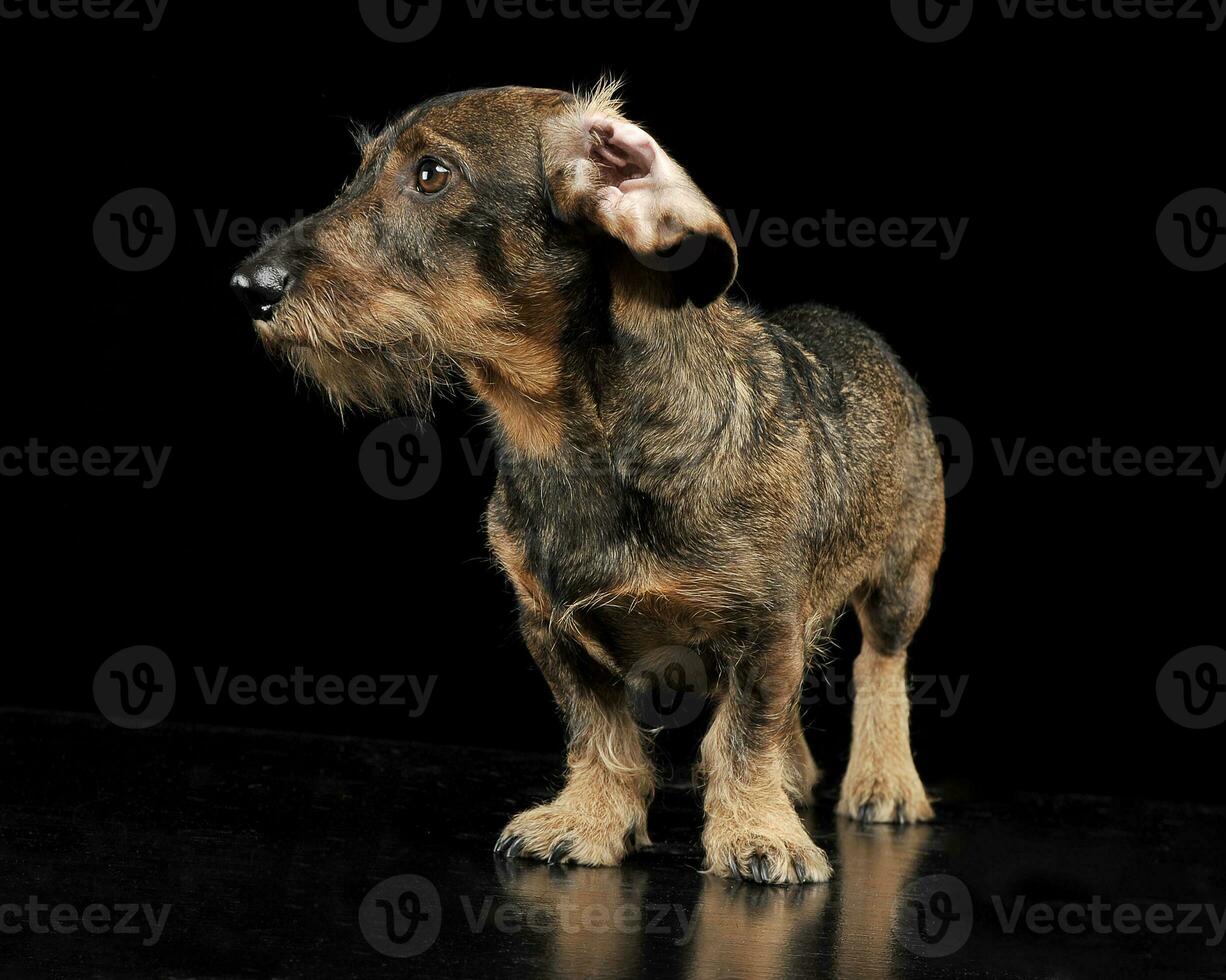 com fio cabelo dachshund com torcido orelhas ficando dentro uma Preto foto estúdio