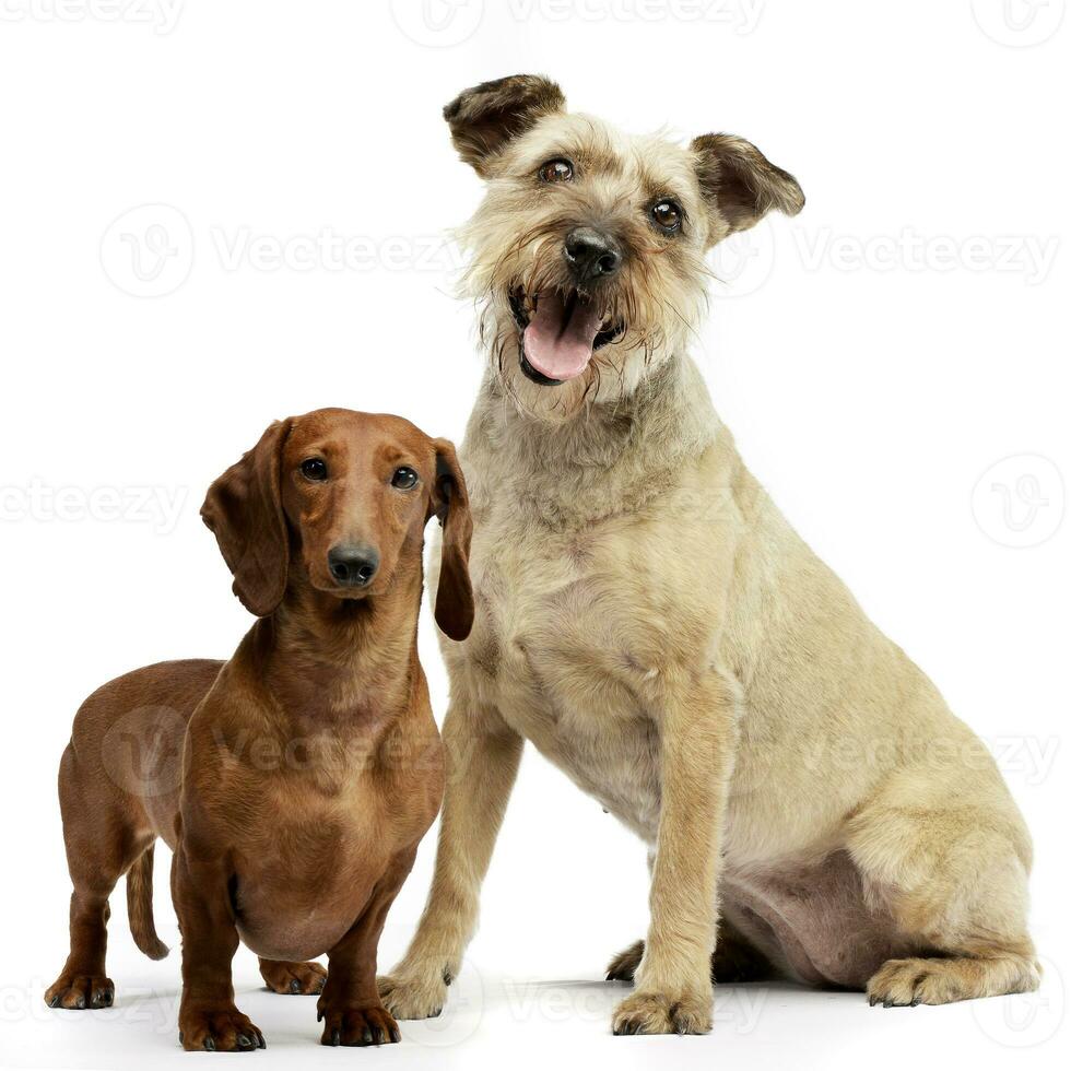 estúdio tiro do dois adorável dachshund foto
