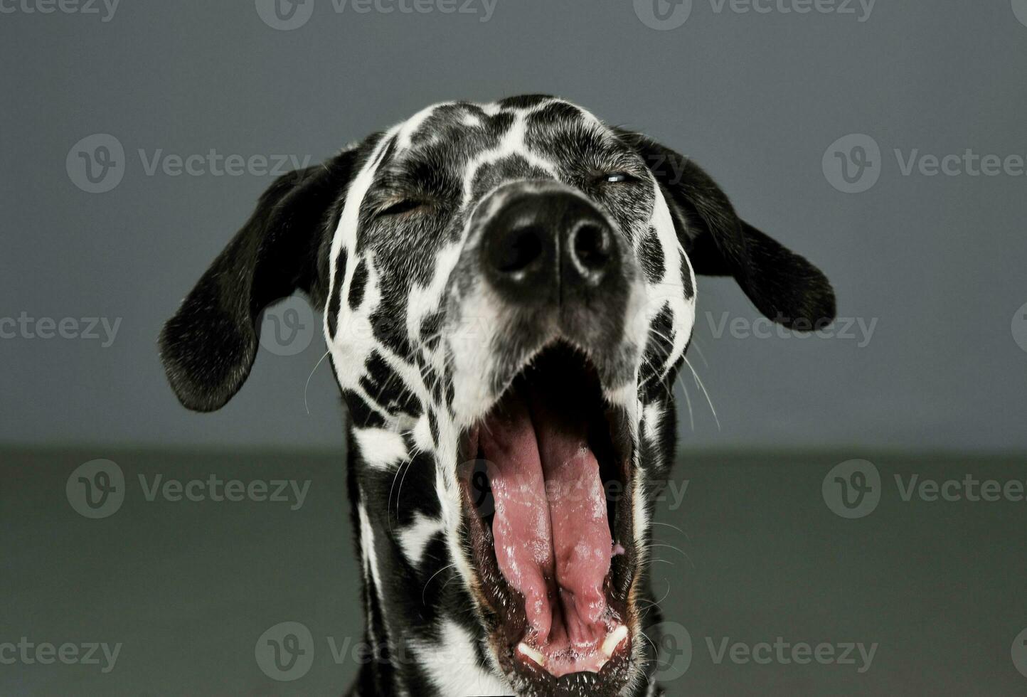 retrato do a adorável dálmata cachorro bocejando com fechadas olhos - isolado em cinzento fundo foto