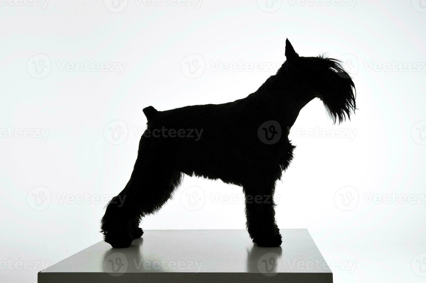 Preto e branco silhueta do a adorável schnauzer em pé em branco fundo foto