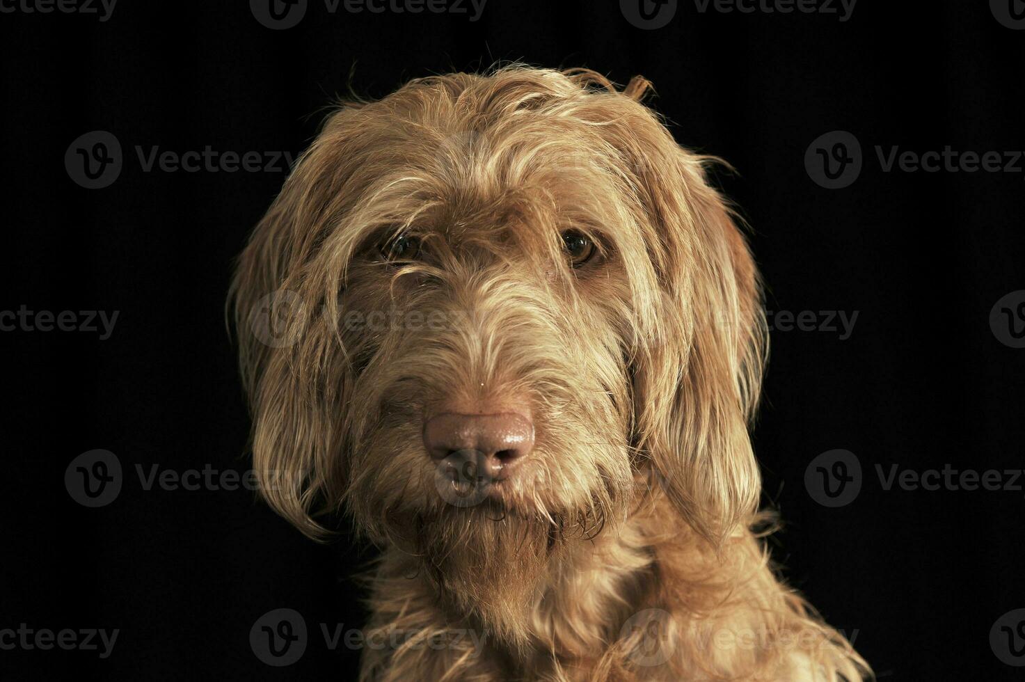 com fio cabelo húngaro vizsla retrato dentro Sombrio fundo foto