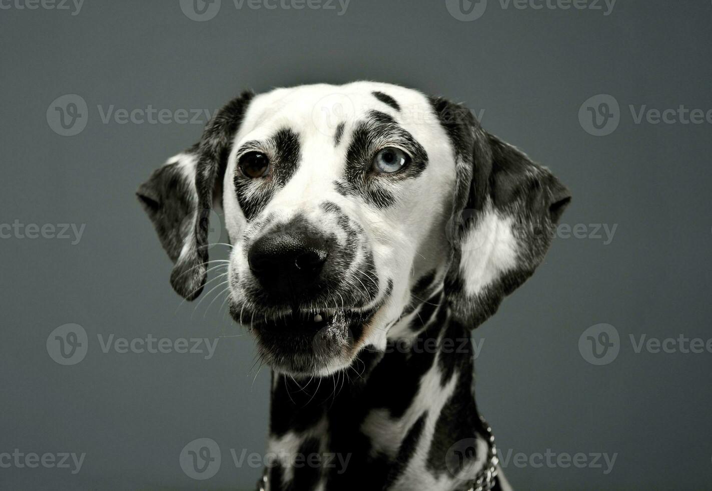 retrato do a adorável dálmata cachorro com diferente colori olhos olhando curiosamente às a Câmera foto