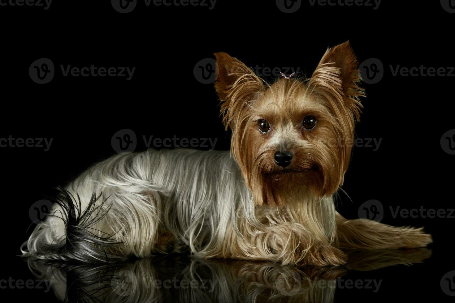 estúdio tiro do a adorável yorkshire terrier foto