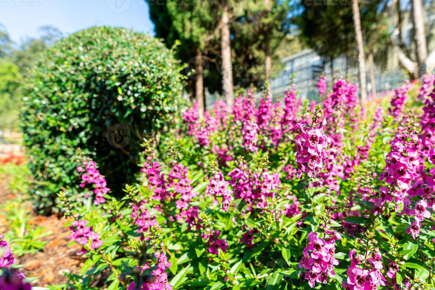 linda decoração de flores no jardim da casa foto