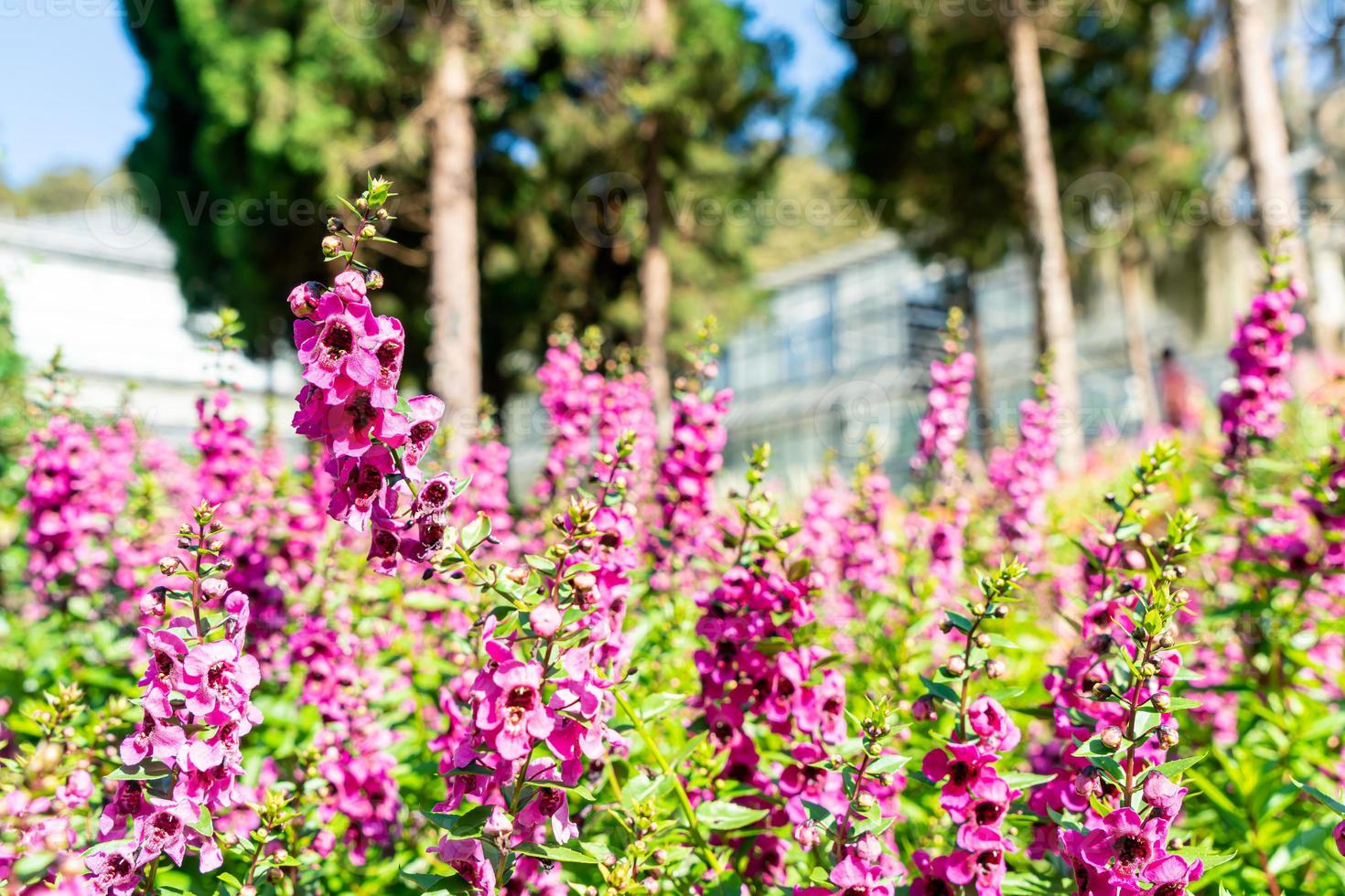 linda decoração de flores no jardim da casa 3001681 Foto de stock no  Vecteezy