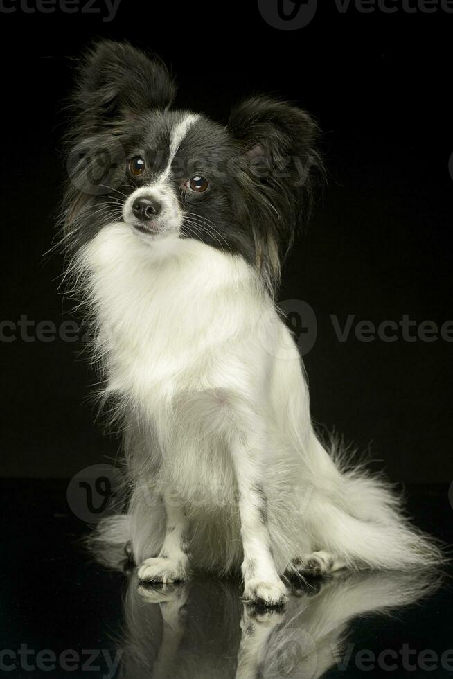 fofa papillon sentado dentro Sombrio foto estúdio