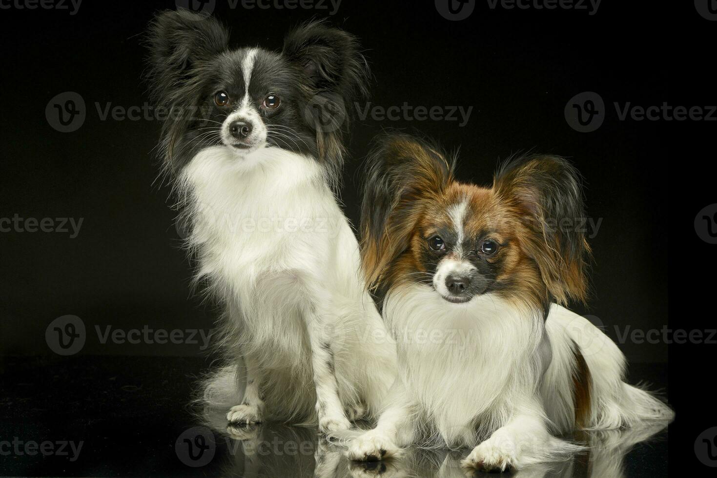 dois papillons dentro a Preto foto estúdio fundo