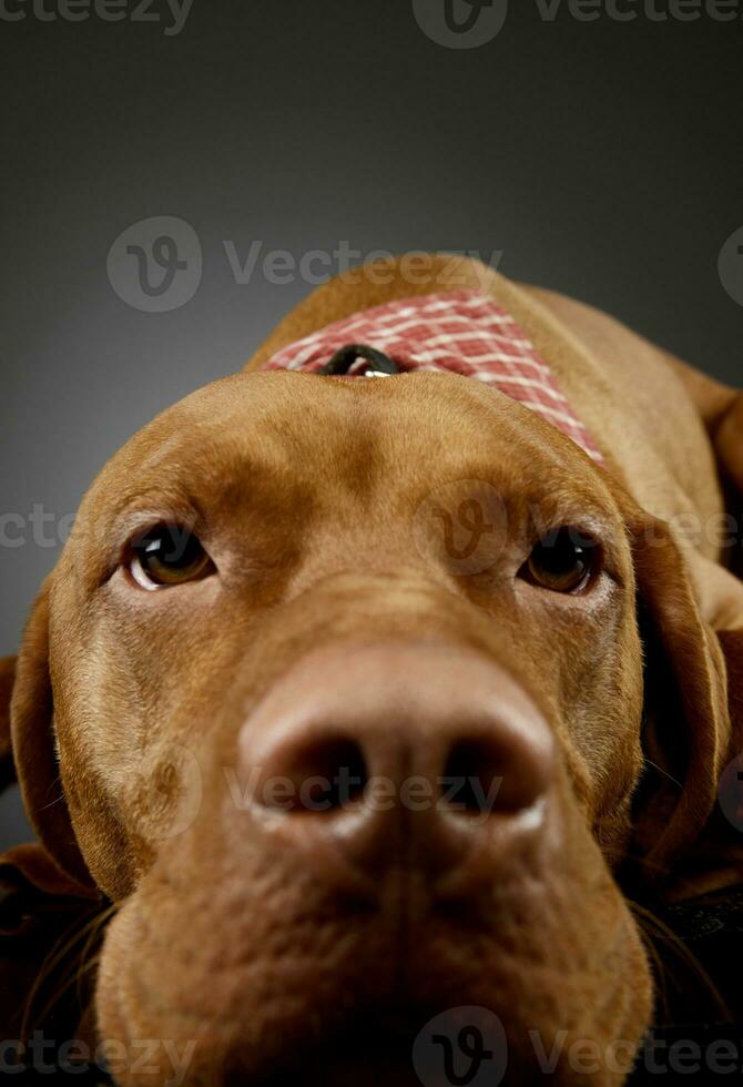 retrato do a adorável magiar vizsla foto