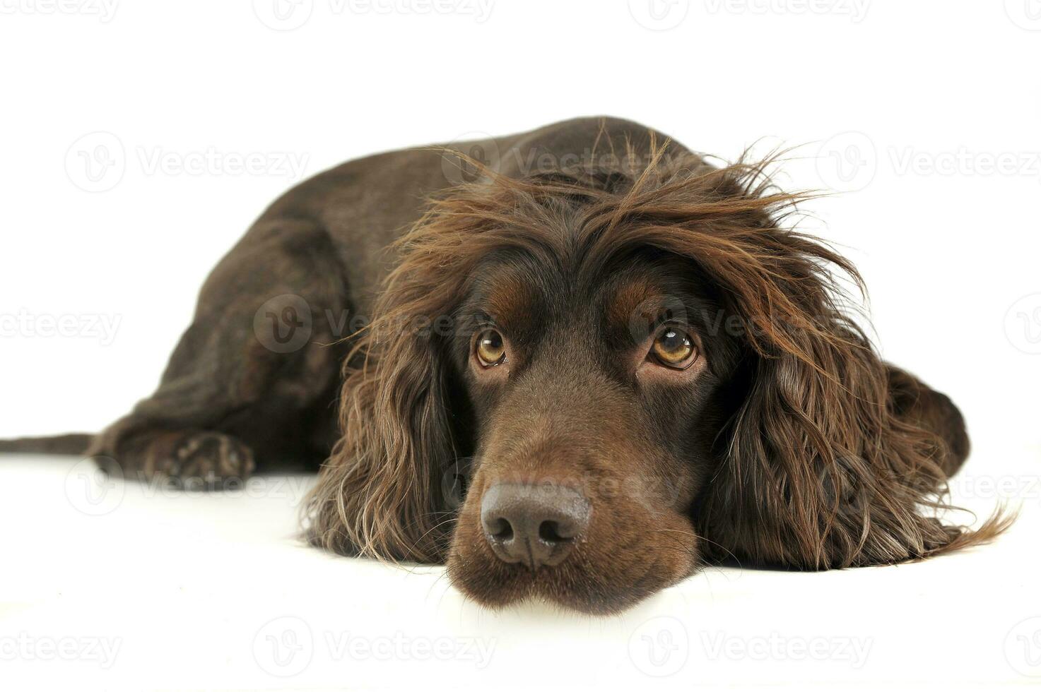 americano Cocker spaniel dentro uma branco foto estúdio