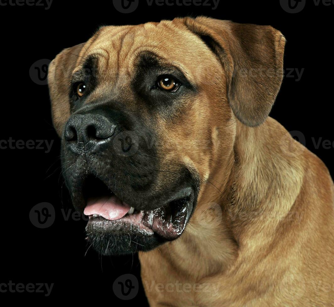 lindo cachorro bengala Corso retrato dentro uma Preto foto fundo