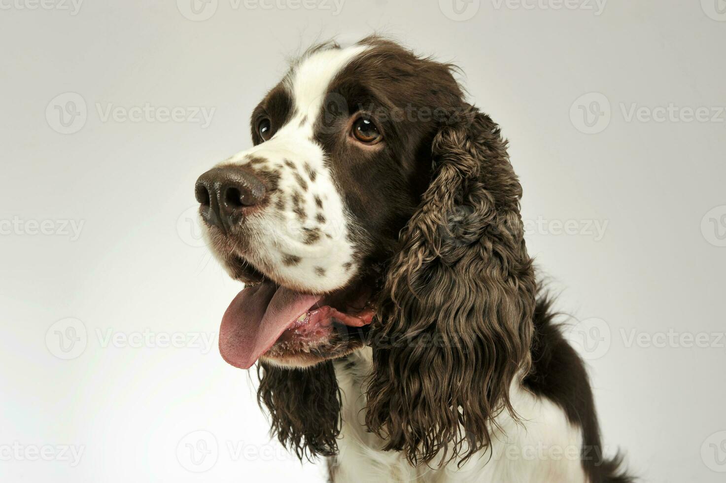 retrato do a adorável Inglês Cocker spaniel foto