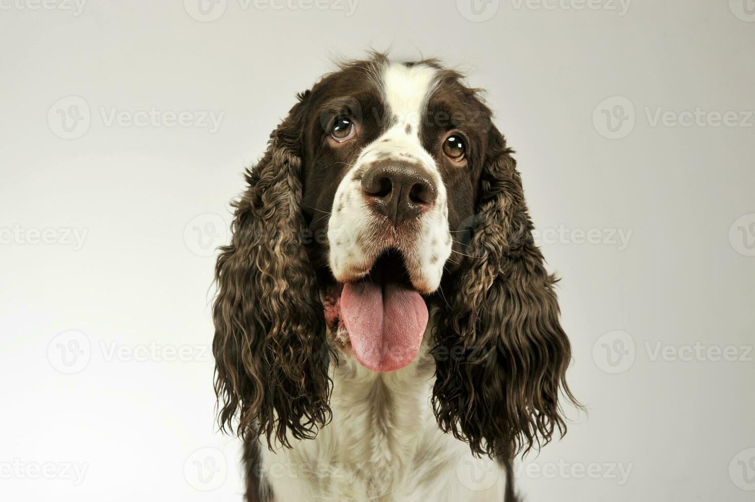 retrato do a adorável Inglês Cocker spaniel foto