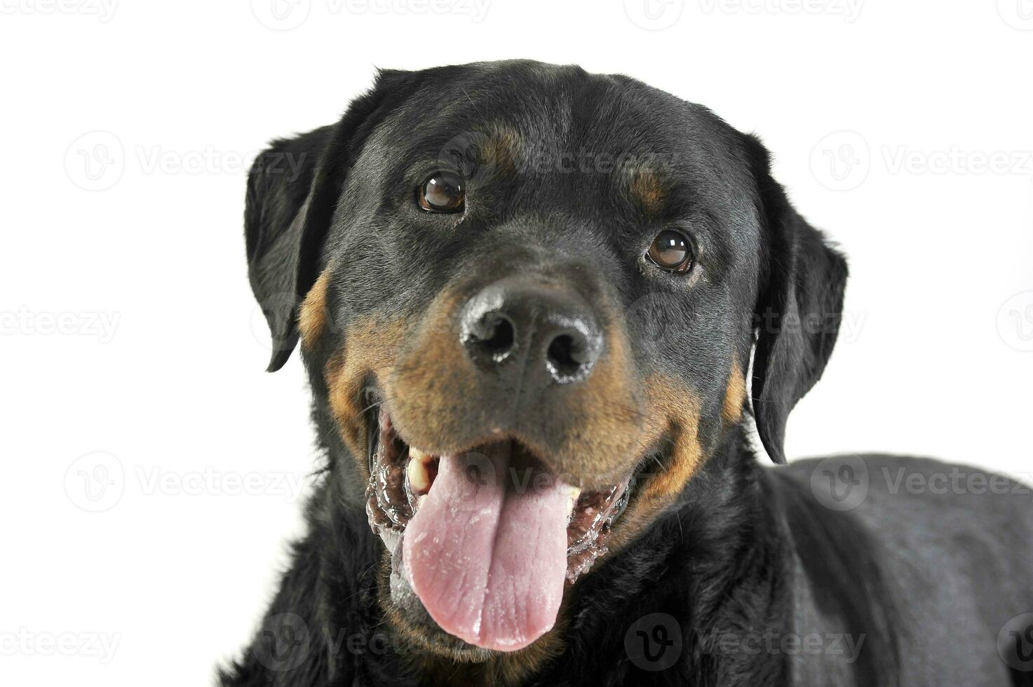 rottweiler deitado dentro a branco estúdio chão foto