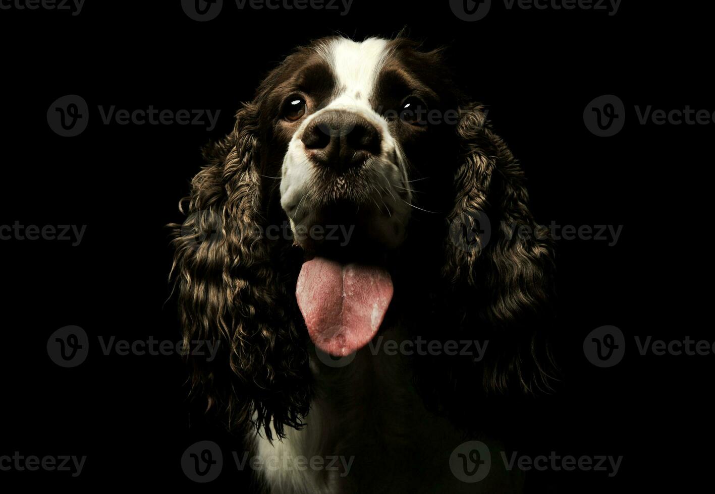 retrato do a adorável Inglês Cocker spaniel foto