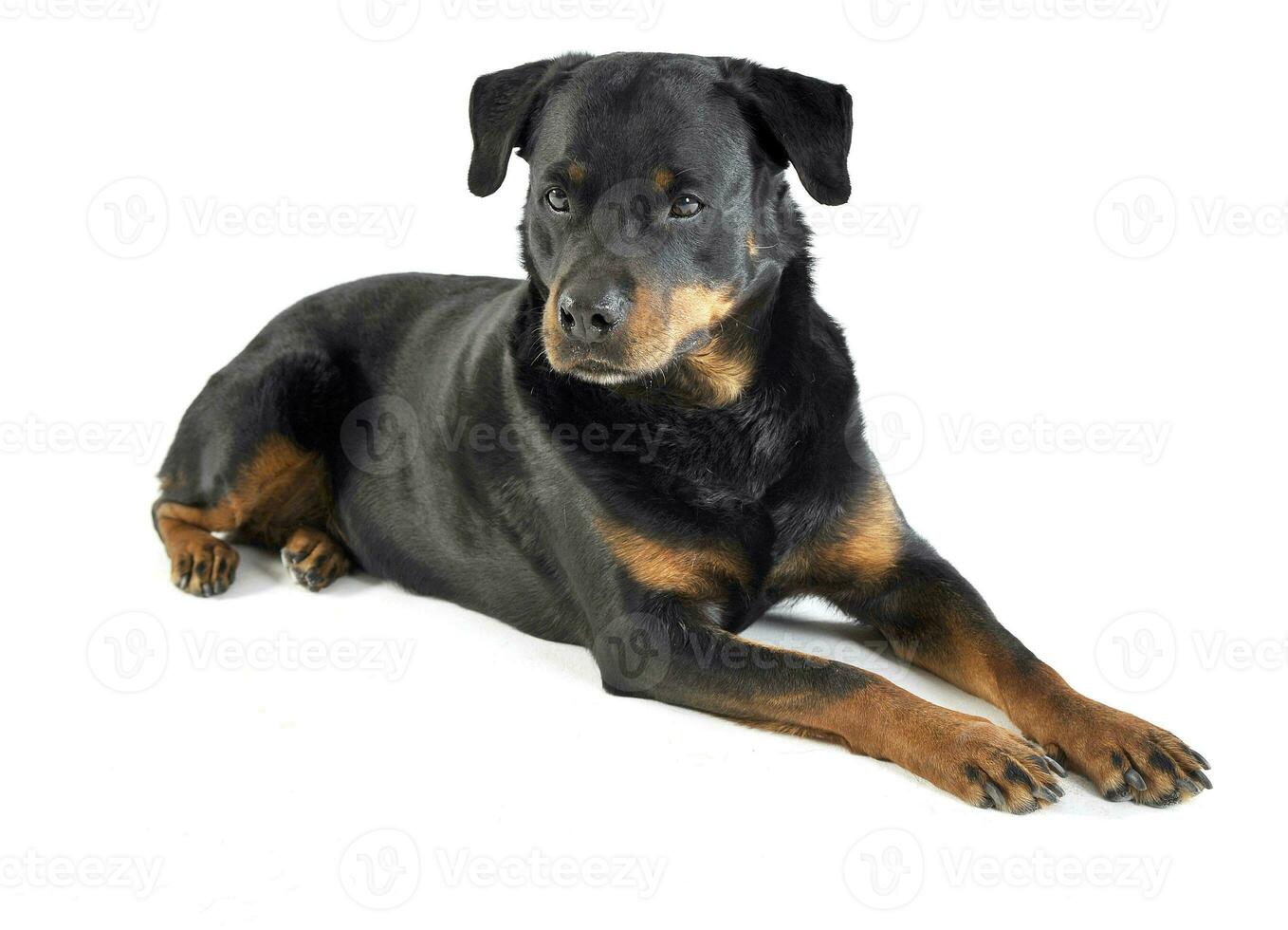 rottweiler deitado dentro a branco estúdio chão foto