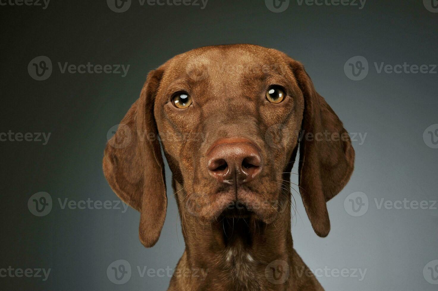 retrato do a adorável magiar vizsla olhando curiosamente às a Câmera foto