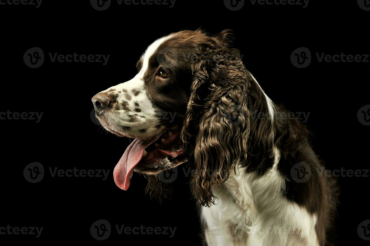 retrato do a adorável Inglês Cocker spaniel foto