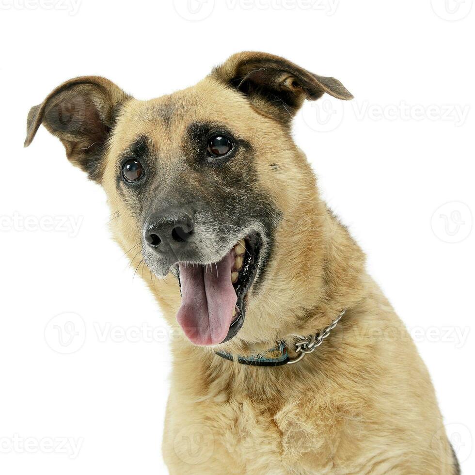 Castanho misturado procriar cachorro dentro uma branco estúdio foto