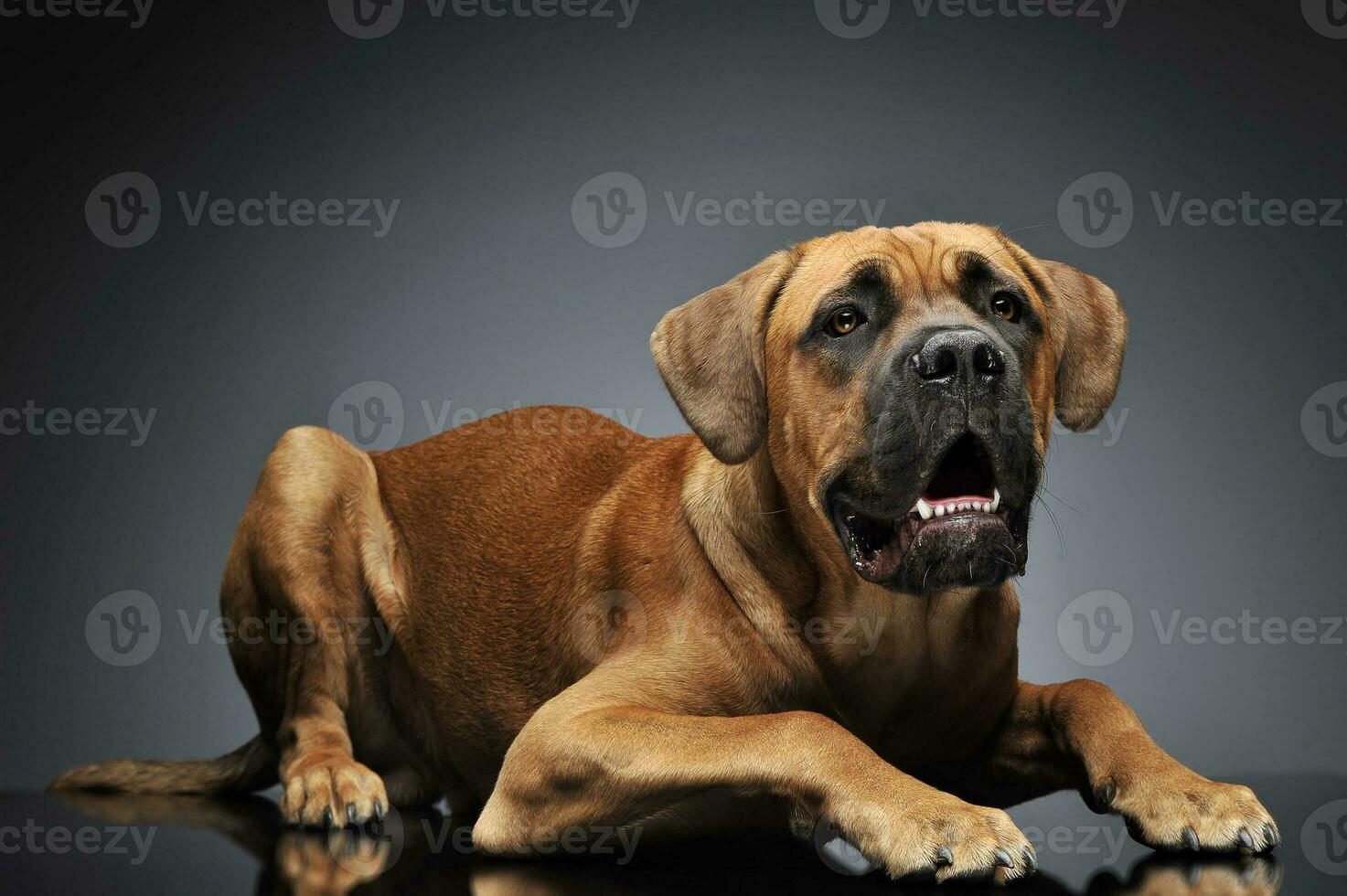 cachorro bengala Corso dentro cinzento fundo foto estúdio