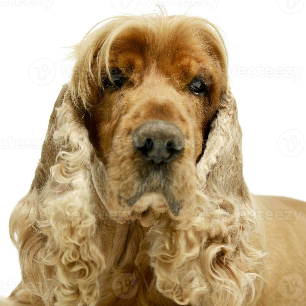 retrato do a adorável Inglês Cocker spaniel foto