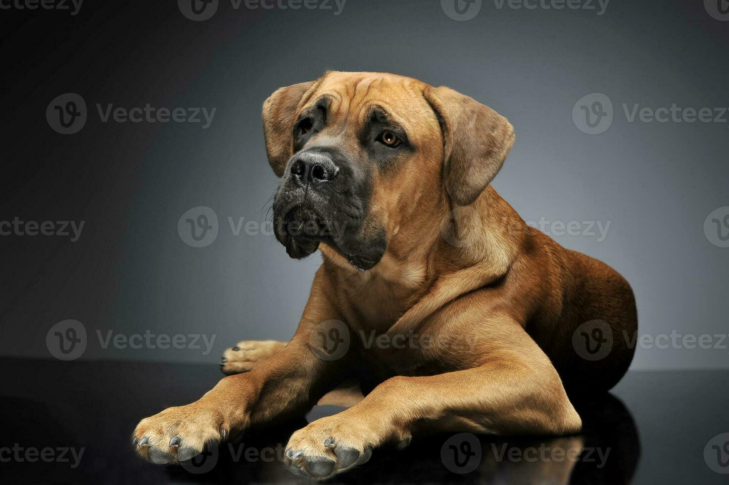 cachorro bengala Corso dentro cinzento fundo foto estúdio