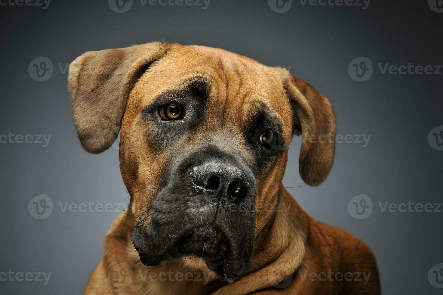 cachorro bengala Corso dentro cinzento fundo foto estúdio
