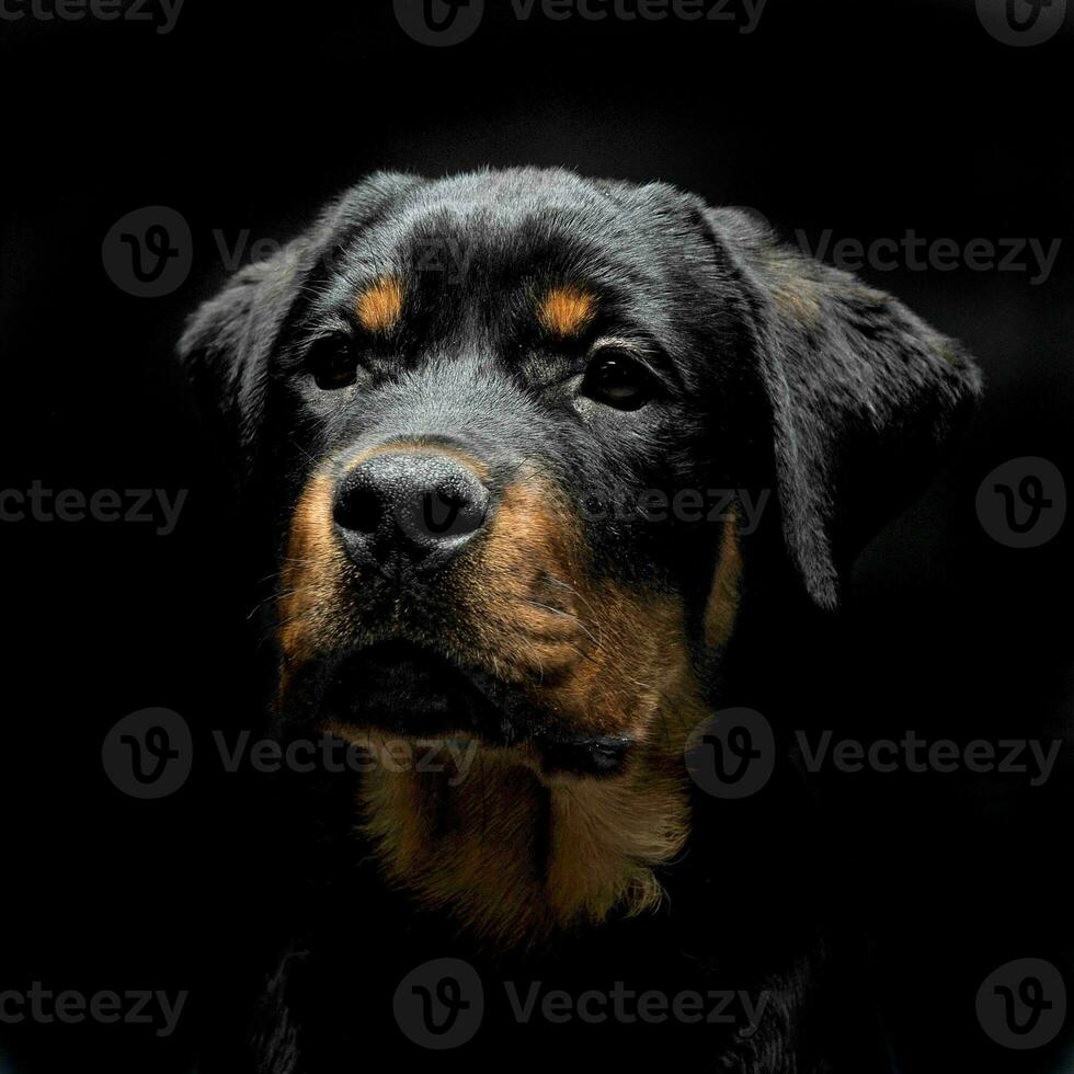 rottweiler retrato dentro a balck foto estúdio