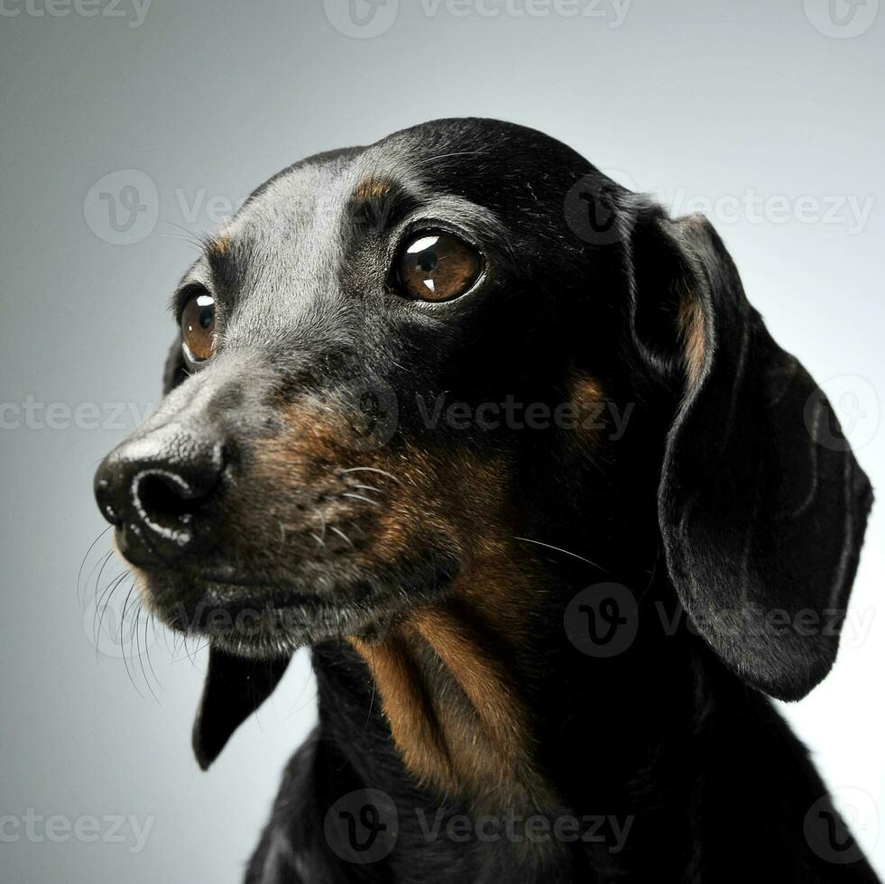 suave cabelo dachshund dentro branco fundo foto estúdio