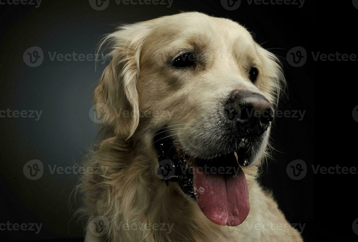 retrato do a adorável dourado retriever olhando satisfeito foto