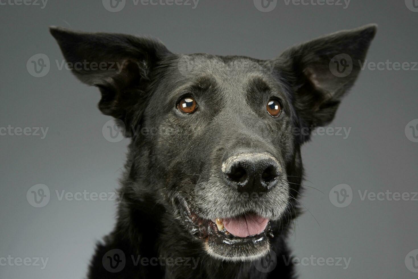 retrato do a adorável misturado procriar cachorro foto