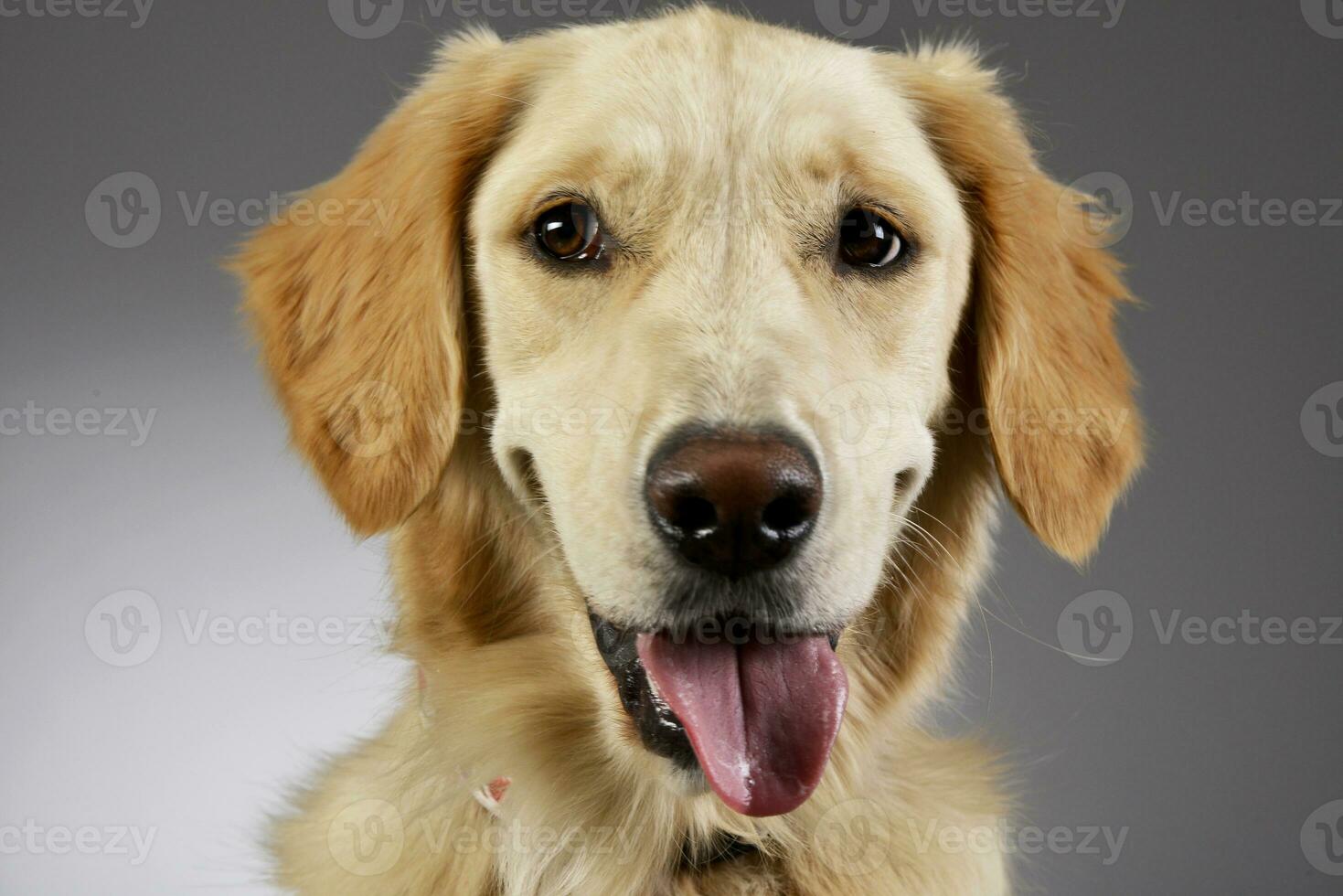 retrato do a adorável dourado retriever cachorro foto